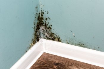 Mold Remediation in Snapfinger, Georgia by Flood Pros USA